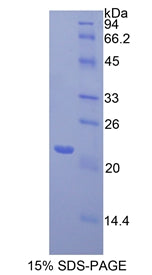 Figure 1. SDS-PAGE