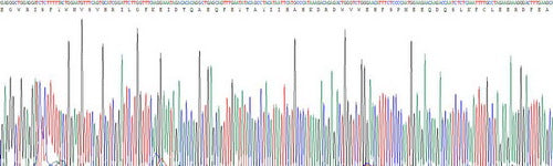 Recombinant Mouse Toll Like Receptor 3 (TLR3)