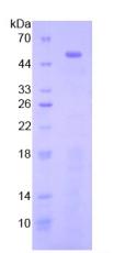 Figure 3. SDS-PAGE