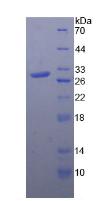 Figure 3. SDS-PAGE