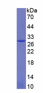 Figure 1. SDS-PAGE