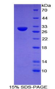Figure 1. SDS-PAGE