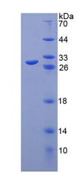 Figure 2. SDS-PAGE