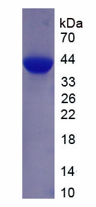 Figure 1. SDS-PAGE