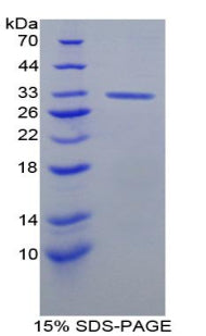 Figure 1. SDS-PAGE