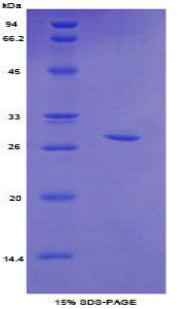 Figure 1. SDS-PAGE