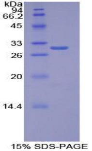 Figure 1. SDS-PAGE