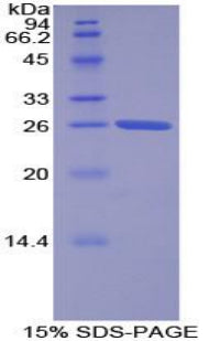 Figure 1. SDS-PAGE