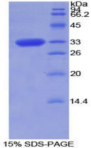 Figure 1. SDS-PAGE