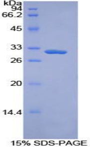 Figure 1. SDS-PAGE