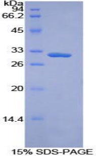 Figure 1. SDS-PAGE