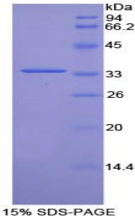 Figure 1. SDS-PAGE