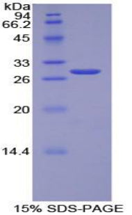 Figure 1. SDS-PAGE