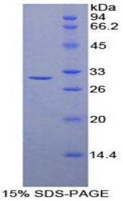 Figure 1. SDS-PAGE