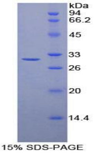 Figure 1. SDS-PAGE