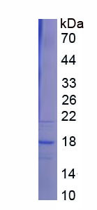 Figure 1. SDS-PAGE