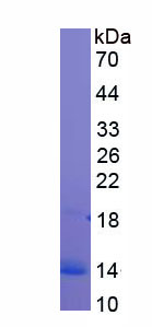 Figure 1. SDS-PAGE