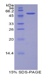 Figure 1. SDS-PAGE