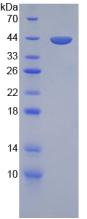 Figure 2. SDS-PAGE