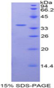 Figure 1. SDS-PAGE