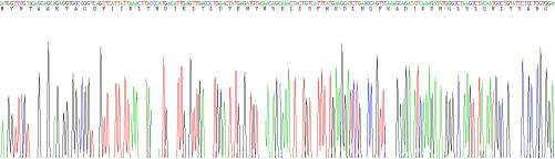 Recombinant Rat Transferrin Receptor (TFR)