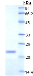 Figure 3. SDS-PAGE