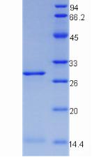 Figure 2. SDS-PAGE
