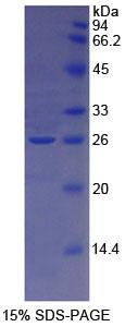 Figure 1. SDS-PAGE