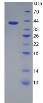 Figure 2. SDS-PAGE