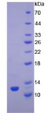 Figure 2. SDS-PAGE