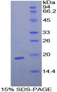 Figure 1. SDS-PAGE