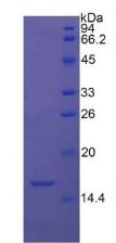 Figure 3. SDS-PAGE