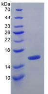 Figure 3. SDS-PAGE