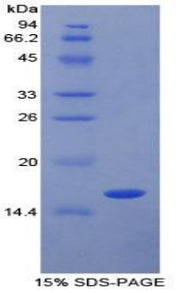 Figure 1. SDS-PAGE
