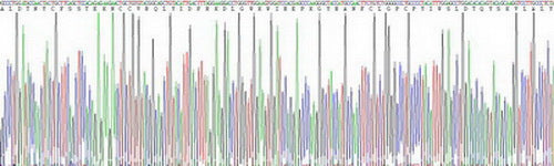 Recombinant Rat Transforming Growth Factor Beta 1 (TGFb1)