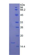 Figure 3. SDS-PAGE