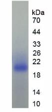 Figure 3. SDS-PAGE