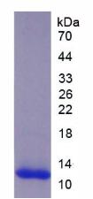 Figure 2. SDS-PAGE