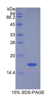 Figure 1. SDS-PAGE