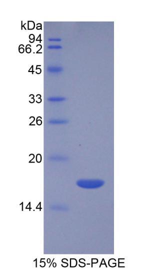 Figure 1. SDS-PAGE