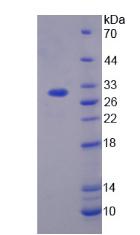 Figure 2. SDS-PAGE