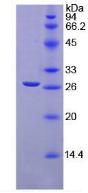 Figure 2. SDS-PAGE
