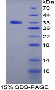 Figure 1. SDS-PAGE