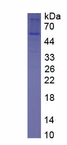 Figure 1. SDS-PAGE