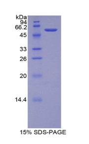 Figure 1. SDS-PAGE