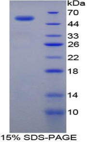Figure 1. SDS-PAGE