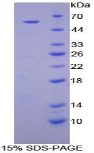 Figure 1. SDS-PAGE
