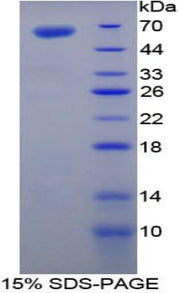 Figure 1. SDS-PAGE