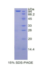 Figure 1. SDS-PAGE