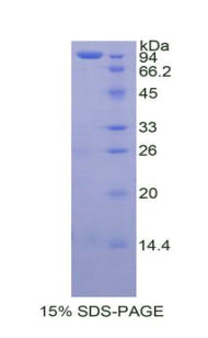 Figure 1. SDS-PAGE